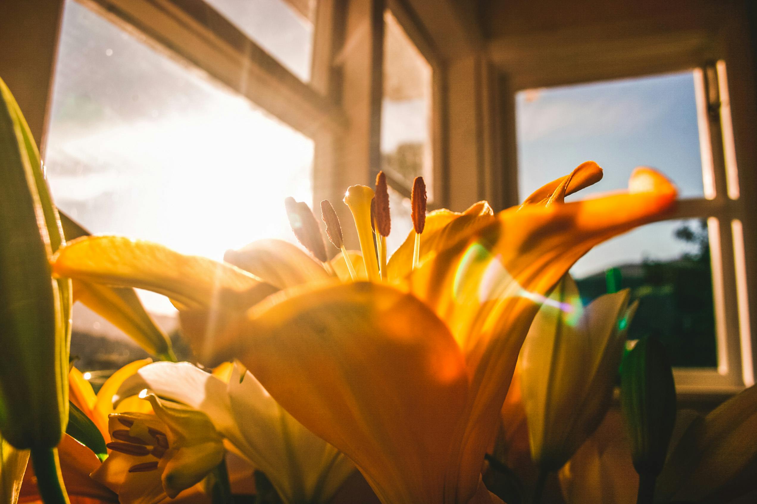 How to Handle Window and Door Maintenance in Florida